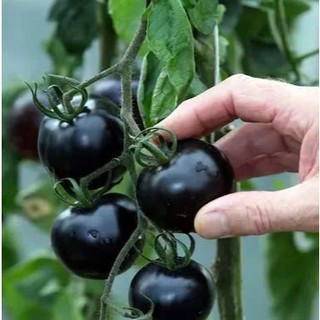 100 Hạt Giống Cà Chua Đen – Màu Sắc Lạ Mắt, Ngọt Thanh, Giàu Dinh Dưỡng, Dễ Trồng Hàng CTY