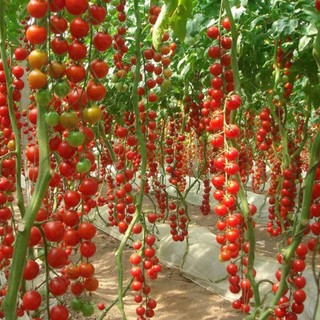 100 Hạt Giống Cà Chua Chuỗi Ngọc Đỏ – Quả Chùm Đẹp Mắt, Ngọt Mọng, Năng Suất Cao Hàng CTY