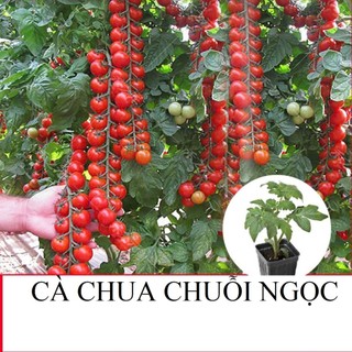 100 Hạt Giống Cà Chua Chuỗi Ngọc Đỏ – Quả Chùm Đẹp Mắt, Ngọt Mọng, Năng Suất Cao Hàng CTY