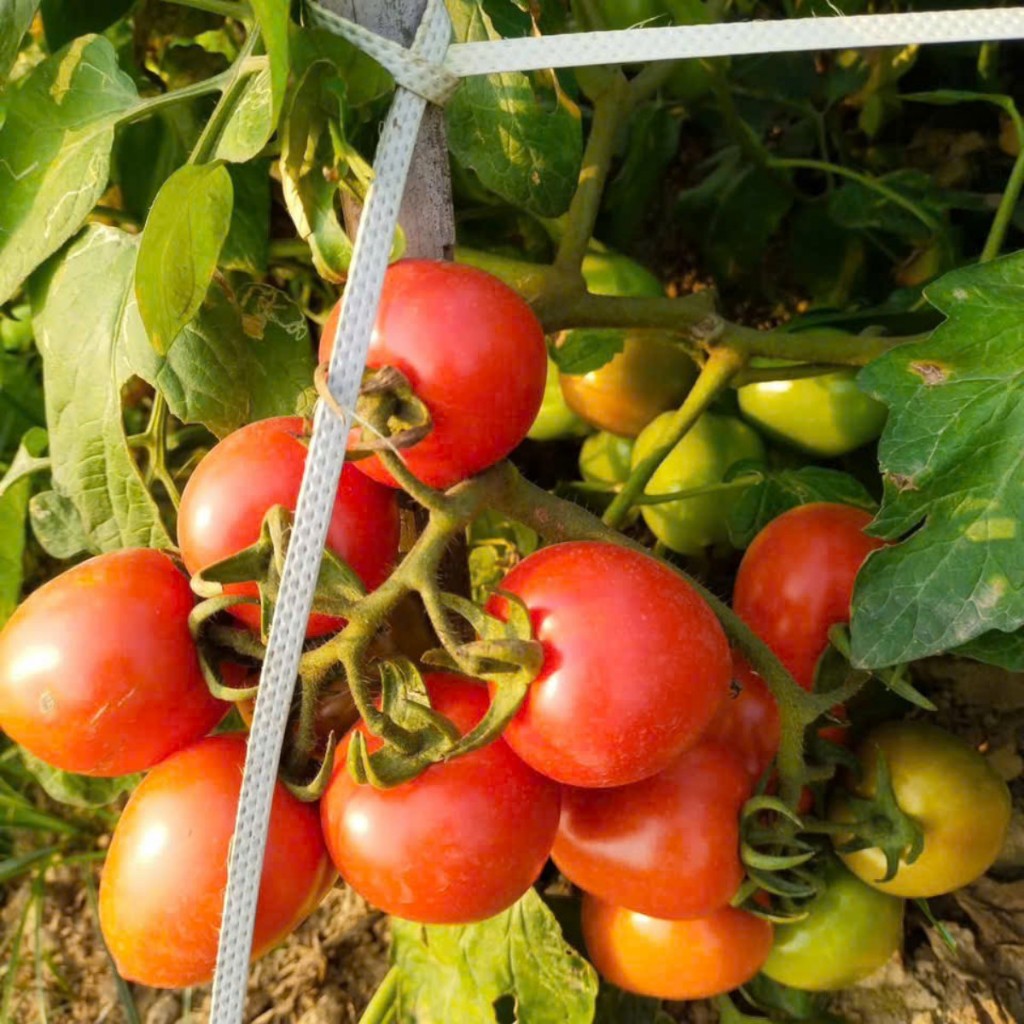 Cà chua lai F1 là giống cà chua năng suất cao, quả tròn đỏ đẹp, vỏ mỏng, thịt dày Hàng CTY