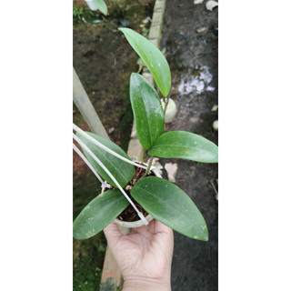 Cây hoa lan cẩm cù mix 10