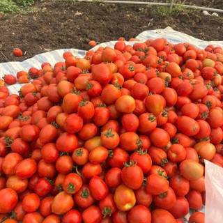 Hạt Giống Cà Chua Chịu Nhiệt – Sai Quả, Ngọt Thanh, Năng Suất Cao, Thích Hợp Khí Hậu Nóng Hàng CTY