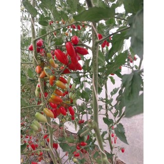 100 hạt Cà chua cherry  anh đào  quả nhỏ mọng, đỏ tươi, bóng đẹp Hàng CTY