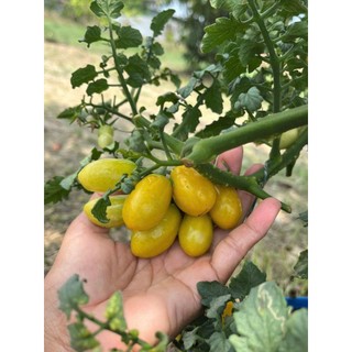 100 hạt Cà chua cherry  anh đào  quả nhỏ mọng, đỏ tươi, bóng đẹp Hàng CTY