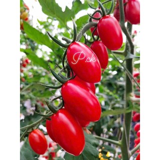 100 hạt Cà chua cherry  anh đào  quả nhỏ mọng, đỏ tươi, bóng đẹp Hàng CTY