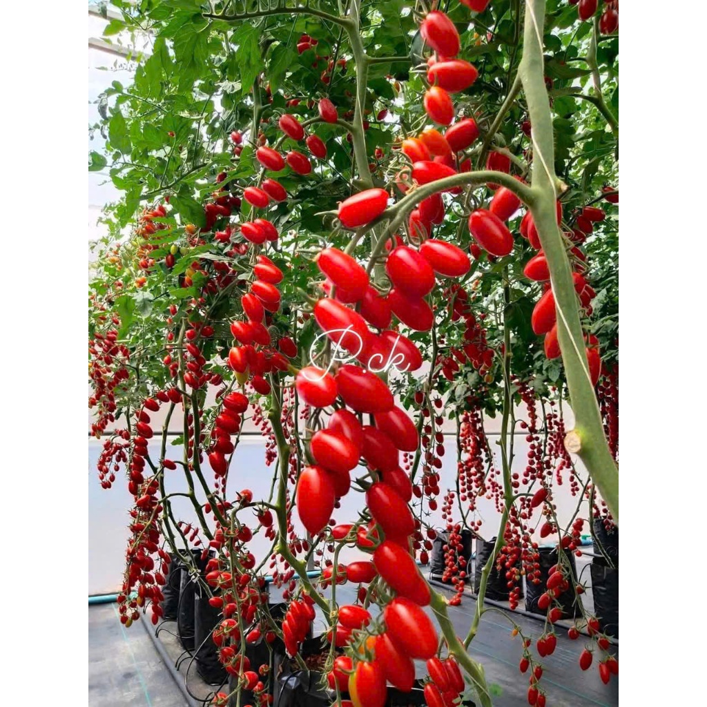 100 hạt Cà chua cherry  anh đào  quả nhỏ mọng, đỏ tươi, bóng đẹp Hàng CTY