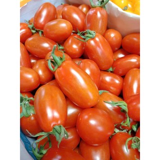 100 hạt Cà chua cherry  anh đào  quả nhỏ mọng, đỏ tươi, bóng đẹp Hàng CTY