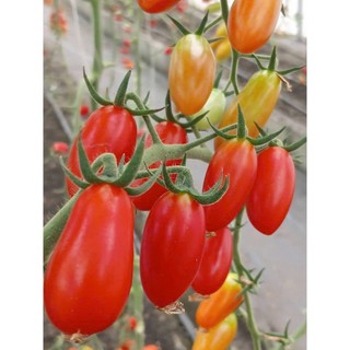 100 hạt Cà chua cherry  anh đào  quả nhỏ mọng, đỏ tươi, bóng đẹp Hàng CTY