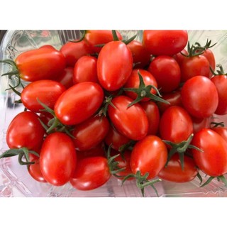 100 hạt Cà chua cherry  anh đào  quả nhỏ mọng, đỏ tươi, bóng đẹp Hàng CTY
