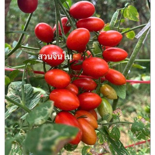 100 hạt Cà chua cherry  anh đào  quả nhỏ mọng, đỏ tươi, bóng đẹp Hàng CTY