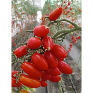 100 hạt Cà chua cherry  anh đào  quả nhỏ mọng, đỏ tươi, bóng đẹp Hàng CTY