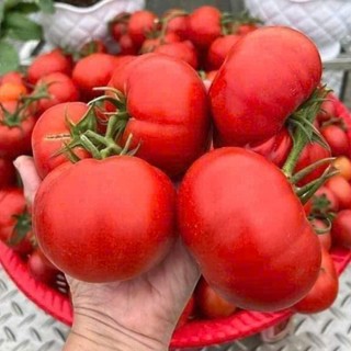 Cà chua lai F1 là giống cà chua năng suất cao, quả tròn đỏ đẹp, vỏ mỏng, thịt dày Hàng CTY