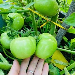 Cà chua lai F1 là giống cà chua năng suất cao, quả tròn đỏ đẹp, vỏ mỏng, thịt dày Hàng CTY