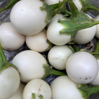 70 Hạt Giống Cà Pháo Trắng – Quả Tròn Đẹp, Giòn Ngon, Dễ Trồng Hàng CTY