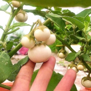 70 Hạt Giống Cà Pháo Trắng – Quả Tròn Đẹp, Giòn Ngon, Dễ Trồng Hàng CTY