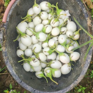 70 Hạt Giống Cà Pháo Trắng – Quả Tròn Đẹp, Giòn Ngon, Dễ Trồng Hàng CTY