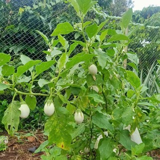 70 Hạt Giống Cà Pháo Trắng – Quả Tròn Đẹp, Giòn Ngon, Dễ Trồng Hàng CTY