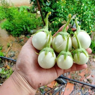 70 Hạt Giống Cà Pháo Trắng – Quả Tròn Đẹp, Giòn Ngon, Dễ Trồng Hàng CTY
