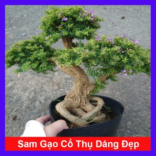  Chậu Cây Linh Sam Bonsai - cây cổ thụ gốc to dáng đẹp 5 năm tuổi - cây cảnh sân vườn 