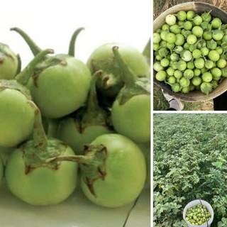 70 Hạt Giống Cà Pháo Xanh – Trái Tròn Đẹp, Giòn Ngọt, Năng Suất Cao Hàng CTY