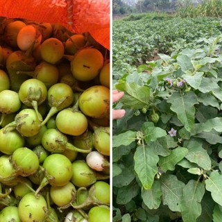 70 Hạt Giống Cà Pháo Xanh – Trái Tròn Đẹp, Giòn Ngọt, Năng Suất Cao Hàng CTY