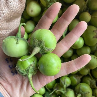 70 Hạt Giống Cà Pháo Xanh – Trái Tròn Đẹp, Giòn Ngọt, Năng Suất Cao Hàng CTY