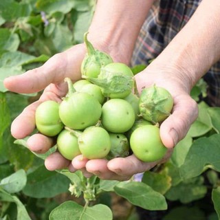 70 Hạt Giống Cà Pháo Xanh – Trái Tròn Đẹp, Giòn Ngọt, Năng Suất Cao Hàng CTY
