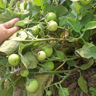 70 Hạt Giống Cà Pháo Xanh – Trái Tròn Đẹp, Giòn Ngọt, Năng Suất Cao Hàng CTY