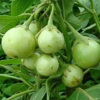 70 Hạt Giống Cà Pháo Xanh – Trái Tròn Đẹp, Giòn Ngọt, Năng Suất Cao Hàng CTY