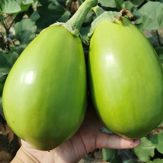 70 Hạt Giống Cà Pháo Xanh Mỡ – Trái Đẹp, Giòn Ngọt, Năng Suất Cao Hàng CTY