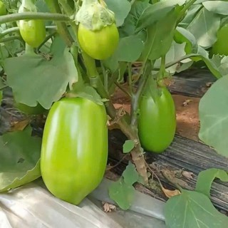 70 Hạt Giống Cà Pháo Xanh Mỡ – Trái Đẹp, Giòn Ngọt, Năng Suất Cao Hàng CTY