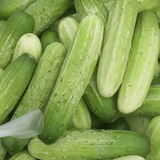 Hạt Giống Dưa Chuột Nếp Cao Sản – Giống Sai Trái, Giòn Ngọt, Năng Suất Vượt Trội Hàng CTY