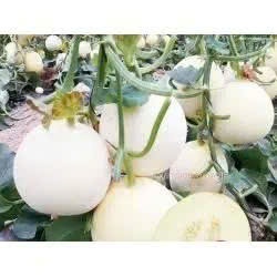 #30 Hạt Giống Dưa Lê Bạch Ngọc Siêu Ngọt dễ trồng có hướng dẫn ươm hạt giống