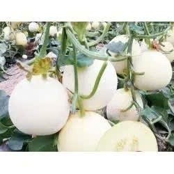 Hạt Giống Dưa Lê Bạch Ngọc Siêu Ngọt – Vỏ Trắng Ngà, Thịt Giòn Ngọt, Năng Suất Cao Hàng CTY
