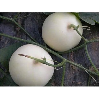 Hạt Giống Dưa Lê Bạch Ngọc Siêu Ngọt – Vỏ Trắng Ngà, Thịt Giòn Ngọt, Năng Suất Cao Hàng CTY