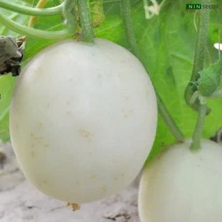 Hạt Giống Dưa Lê Bạch Ngọc Siêu Ngọt – Vỏ Trắng Ngà, Thịt Giòn Ngọt, Năng Suất Cao Hàng CTY