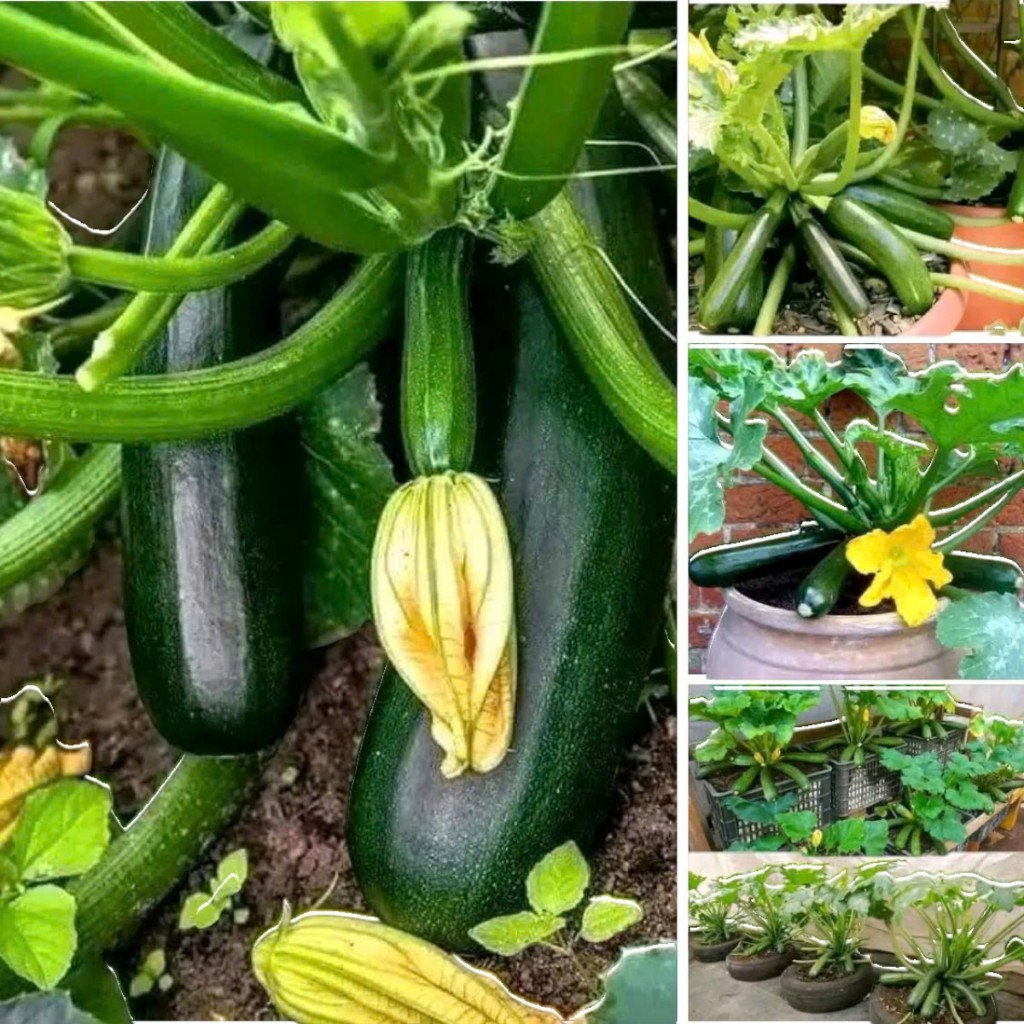 10 Hạt Giống Bí Ngồi xanh , Bí Ngồi vàng  – Trái Đẹp, Ngọt Thanh, Dễ Trồng, Năng Suất Cao Hàng CTY