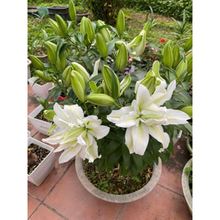 Combo 5 củ ly kép trắng xanh ươm mầm F1 chuẩn Hà Lan Aisha size 15/17