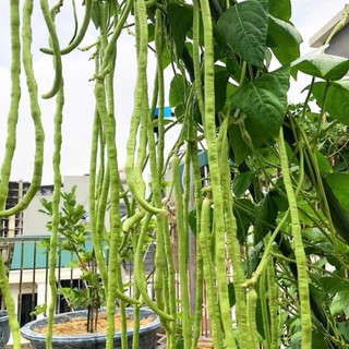 HẠT GIỐNG ĐẬU ĐŨA – DÂY KHỎE, RA QUẢ LIÊN TỤC