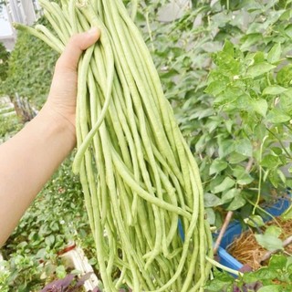 HẠT GIỐNG ĐẬU ĐŨA – DÂY KHỎE, RA QUẢ LIÊN TỤC