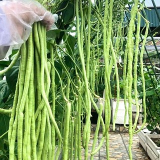HẠT GIỐNG ĐẬU ĐŨA – DÂY KHỎE, RA QUẢ LIÊN TỤC