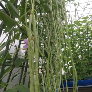HẠT GIỐNG ĐẬU ĐŨA – DÂY KHỎE, RA QUẢ LIÊN TỤC