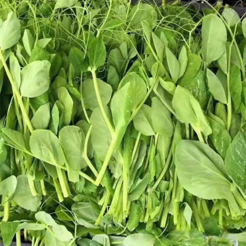 HẠT GIỐNG ĐẬU HÀ LAN SIÊU NGỌN – NGỌN NON GIÒN NGỌT, DỄ TRỒNG