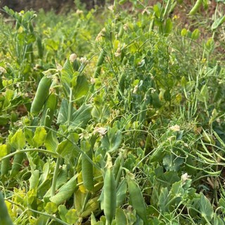 HẠT GIỐNG ĐẬU HÀ LAN SIÊU NGỌN – NGỌN NON GIÒN NGỌT, DỄ TRỒNG