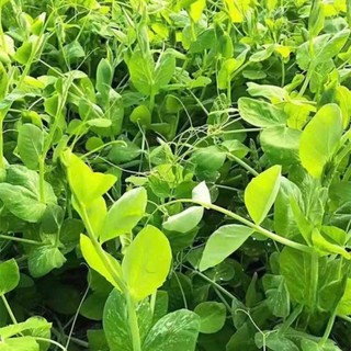 HẠT GIỐNG ĐẬU HÀ LAN SIÊU NGỌN – NGỌN NON GIÒN NGỌT, DỄ TRỒNG