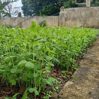 HẠT GIỐNG ĐẬU HÀ LAN SIÊU NGỌN – NGỌN NON GIÒN NGỌT, DỄ TRỒNG