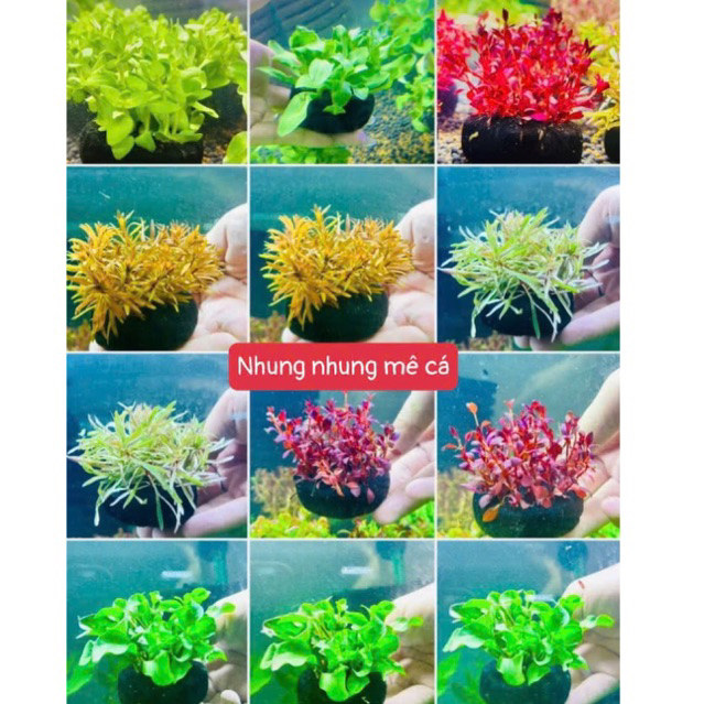 Cây thủy sinh Gắn giá thể sẵn  -5cm- cây cắt cắm chỉ việc thả vào bể