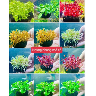  Cây thủy sinh Gắn giá thể sẵn  -5cm- cây cắt cắm chỉ việc thả vào bể 