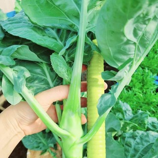 HẠT GIỐNG CẢI LÀN / CẢI RỔ THÂN MẬP – NGỌT, GIÒN, DỄ TRỒNG