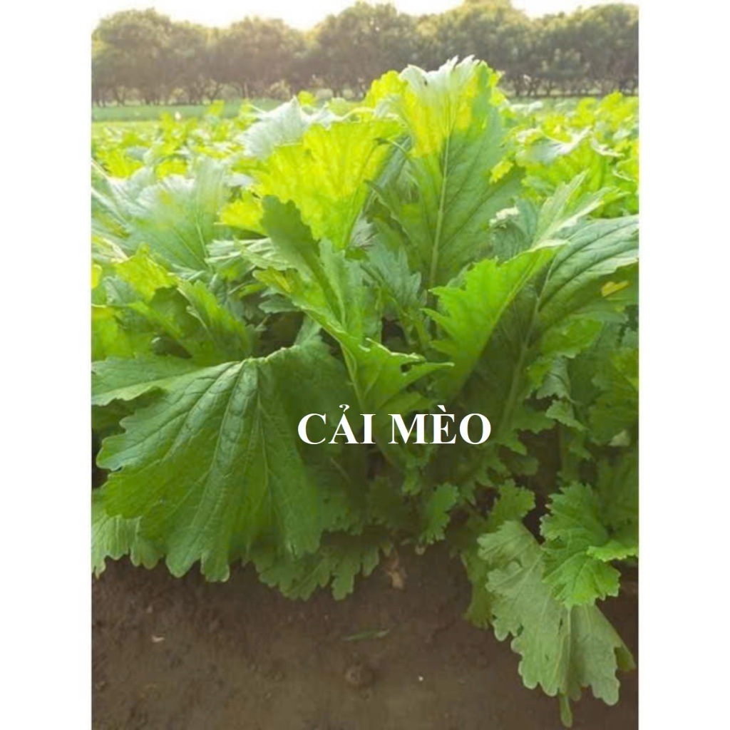 Hạt Giống Cải mèo là giống rau đặc trưng của vùng núi phía Bắc, lá xoăn nhẹ, màu xanh đậm
